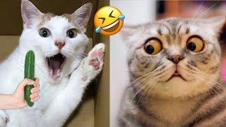 Funny Dogs And Cats Videos 2024  - Best Funniest Animal Videos Of The week #619