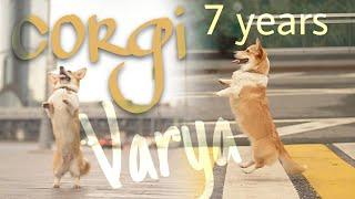 Trua Rivyer Vive Ut Vivas aka Varya The Corgi | 7 years ️  Dog Tricks, Dog-frisbee & Fun 