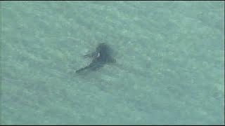 WEB EXTRA: Large Shark Spotted Off Haulover Inlet Near Kayakers