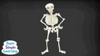 The Skeleton Dance | Classroom Fun | Super Simple Songs