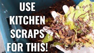 Feeding Composting Worms Watermelon | Worm Compost Tips 2021 [4th Month Update]