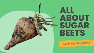 All About Sugar Beets (3/3)