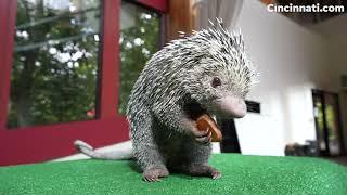 Rico the Cincinnati Zoo porcupine is going viral for his adorable snacking