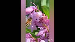 Bee  collecting honey || bee keeping in india || bee lover short video #shortfeed #bee