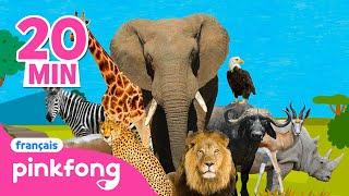 Pinkfong Chansons d'Animaux | +Comptines | Pinkfong Baby Shark en français! Chansons pour Enfants