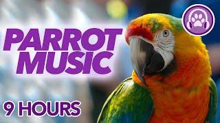 CLICK HERE to Make your Parrot Happy  Music for Happy Healthy Parrots