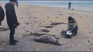 Более 100 мёртвых тюленей нашли на побережье Каспия