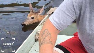 Friendly Deer Wants To Come Fishing 