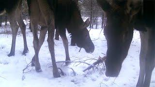 This is what Camera Traps captured in just 14 DAYS in the Winter Forest!