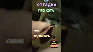 Отгадка про кота