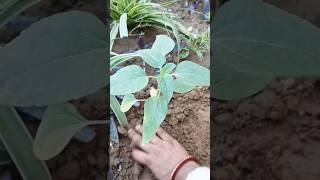 How To Grow Sunflower At Home//सूरजमुखी #shorts #ytshort #homegarding 