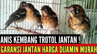  MASUK LAGI ! SPESIAL TROTOL ANIS KEMBANG RIWIKAN JANTAN HARGA MURAH 0838-7553-6945