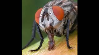 Почему мухи садятся на людей?