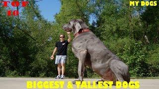 Top 10 Biggest & Tallest Dogs In The World
