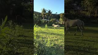 Desafio no campo Maria Fernanda Souza com sua mãe e a tropa de cavalo