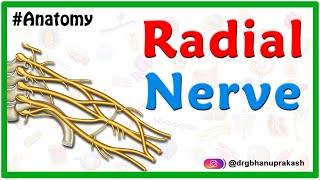 Radial nerve Anatomy USMLE- Origin, Course, innervation, Saturday night palsy, Wartenberg’s syndrome