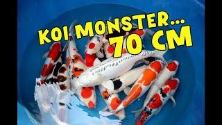 JUMBO PREMIUM !!! TERSEDIA MONSTER  70Cm !!! | Dua Putri Koi | 28-09-2024