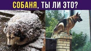 Приколы. Собаня, ты ли это? | Мемозг #78