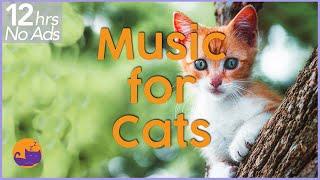 (NO ADS) 12 Hours of Extremely Relaxing Cat Music!