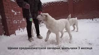 Питомник Алабаев - среднеазиатской овчарок.