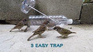 Awesome!  3 Easy bird trap