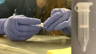 PAGE gel extraction in action - a practical look at gel extraction using the crush & soak method