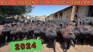 ASIL CHOPON 500 NASILLI XISSORI QOCHQORLARI  99-024-59-02