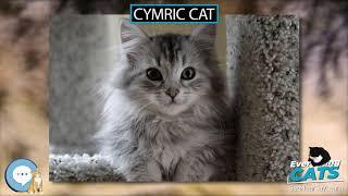 Cymric cat  EVERYTHING CATS 