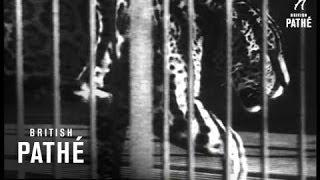 Melbourne Zoo (1935)