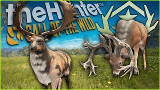 I Hunted 2 Great Ones In 1 Week! Fabled Painted Fallow & Tight Whitetail Deer! Call of the wild