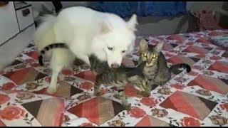 Dog and cat trying to sex