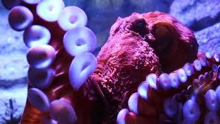 Playing with Godzilla, the Giant Pacific Octopus at Aquarium of the Pacific!