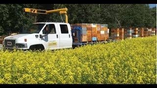 Honey Harvest in FULL Swing - 07/24/2019