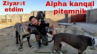 Alpha kanqal pitomnik ABBAS sı ziyarət etdim #kanqal #malinois #almankurdu