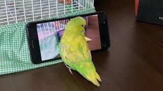 Screen-addicted parakeet 1/2