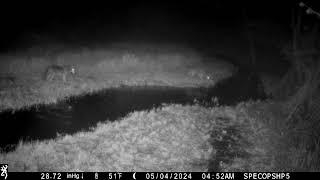 Hungry coyote hunting beaver. Beaver not concerned lunges and tail splashes water at coyotes.