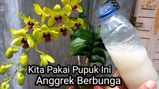 Cara Pemupukan Anggrek Agar Cepat Berbunga