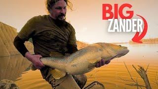 MASSIVE ZANDER Fishing on a Flooded River