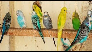 12 hours of budgie sounds for lonely birds to make them Happy