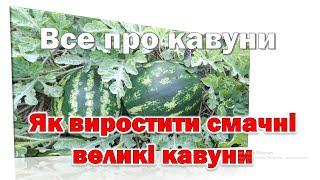 Як виростити смачні солодкі кавуни. Все про кавуни від посіву до збирання плодів