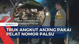 Selidiki Video Viral Truk Muatan Anjing di Sragen, Polisi: Kendaraan Pakai Pelat Nomor Palsu