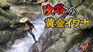 【渓流釣り】オオカミ駆ける険谷で「黄金の尺イワナ」を釣り上げる！～Japan Mountain stream Fishing～