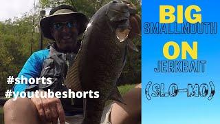 Big Smallmouth On Jerkbait BigBaitPosse (SLO-MO) #shorts #youtubeshorts