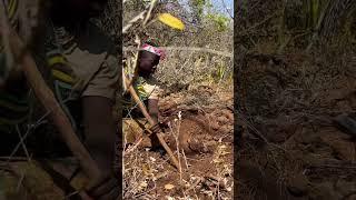 Hadzbe Women Digging Roots For Food #africa #bushman #survival #jungle #tanzania #ngorongoro