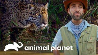 Registros de uma onça no Brasil | O Diário de Coyote Peterson | Animal Planet Brasil