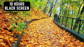 Wind Sounds - 10 Hours | Blowing Through Autumn Forest | Sleep, Study, Soothe a Baby | Black Screen