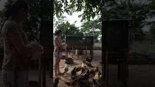 colocando comida pra as galinhas