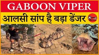 GABOON VIPER है SILENT KILLER, सुस्त और आलसी है पर खतरनाक, कर देता है पलक झपकते ATTACK | AFRICA |