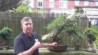 Yew Bonsai Techniques Part 1