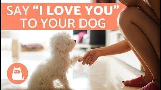 7 Ways to Tell a Dog You Love Them